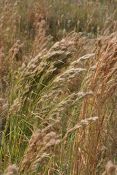 Bushy Bluestem - Native